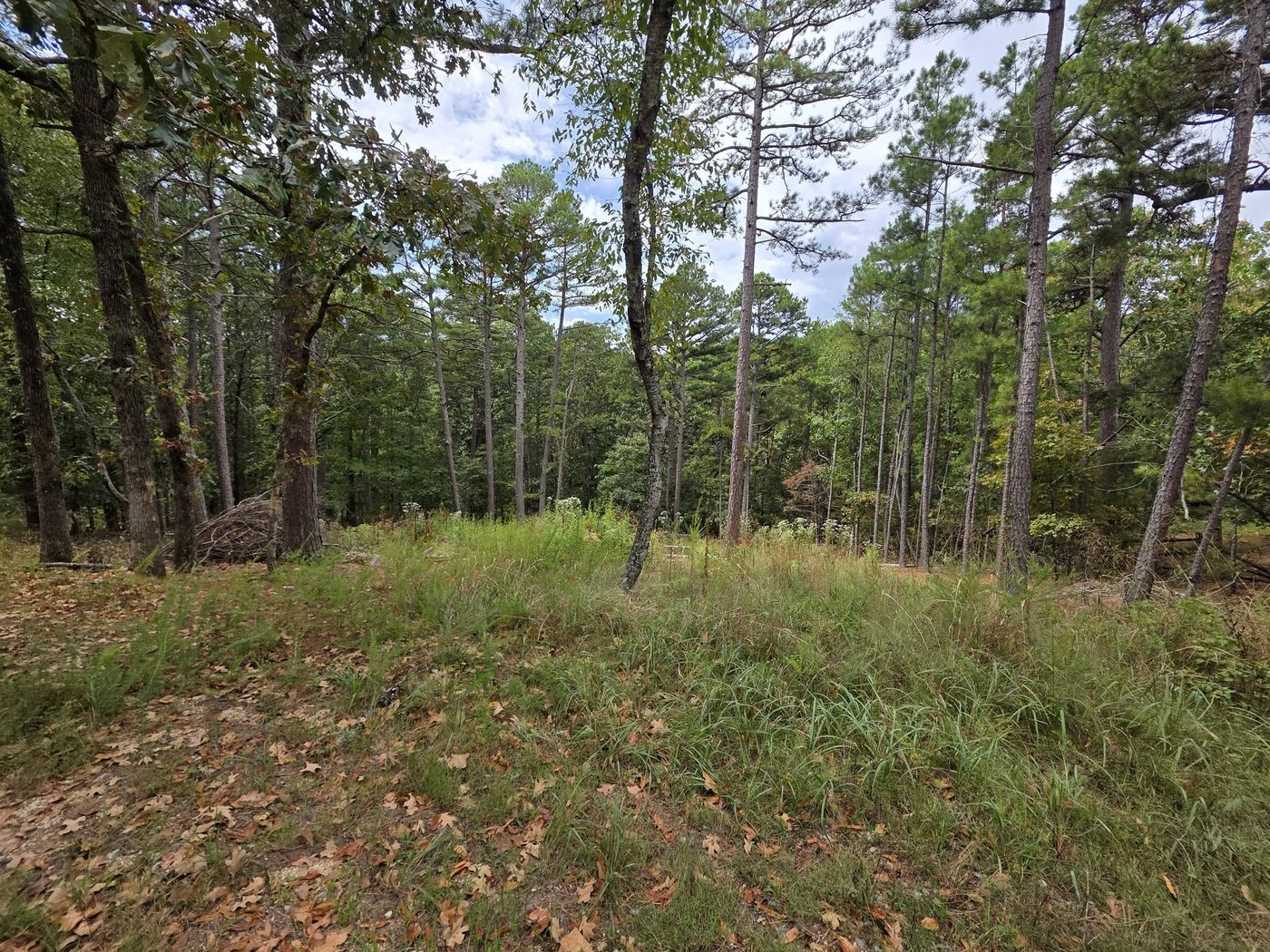 Wooded property before clearing work begins